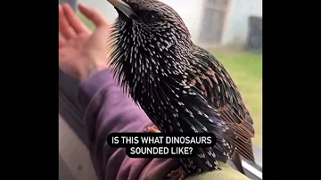 IS THIS WHAT DINOSAURS SOUNDED  LIKE ?