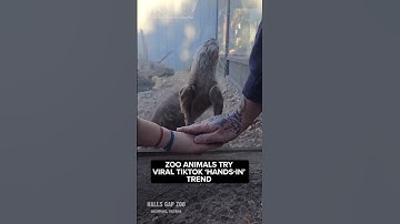 Footage recorded at the zoo shows animals participating in the viral “Hands in” trend from TikTok.