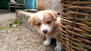 Вислоухий БУТУЗ и белоснежный котёнок) Вислоухий БУТУЗ и белоснежный котёнок)
