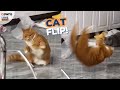Acrobatic cat does front flip 😹 | LOVE THIS!