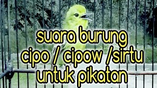 Suara sirtu, cipo, cipow  ribut untuk jebak burung