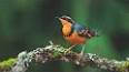 The Fascinating World of Bird Migration ile ilgili video