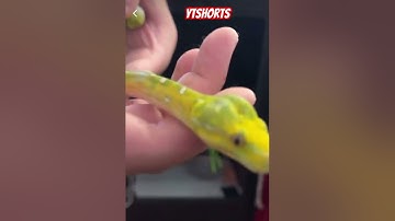 How To Tame A Green Tree Python. Patience Is Key.