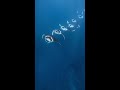 Manta Rays in Sync