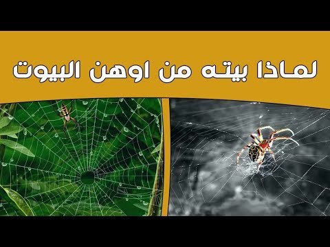 فيديو: ماذا يعني إذا نزل العنكبوت من السقف أمام الوجه: سيستغرق الإعراب