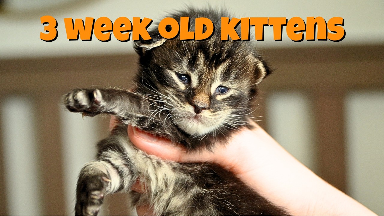 Outer Space Litter Week 3 Update | Mountain Crest Maine Coons