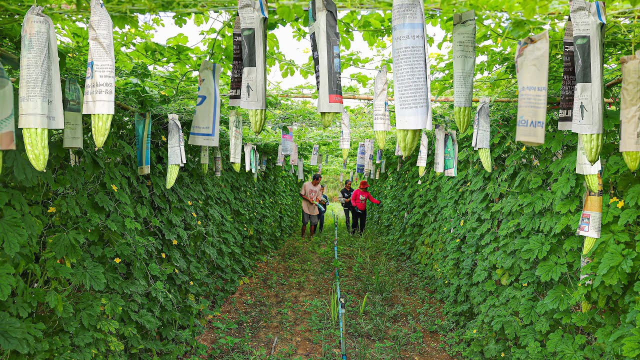 How to Grow Bitter Melon from Seed to Fast Harvest in My Village