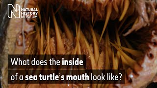 What does the inside of a sea turtle's mouth look like? | Natural History Museum screenshot 4