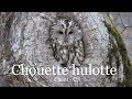 Chouette hulotte  chant et cri