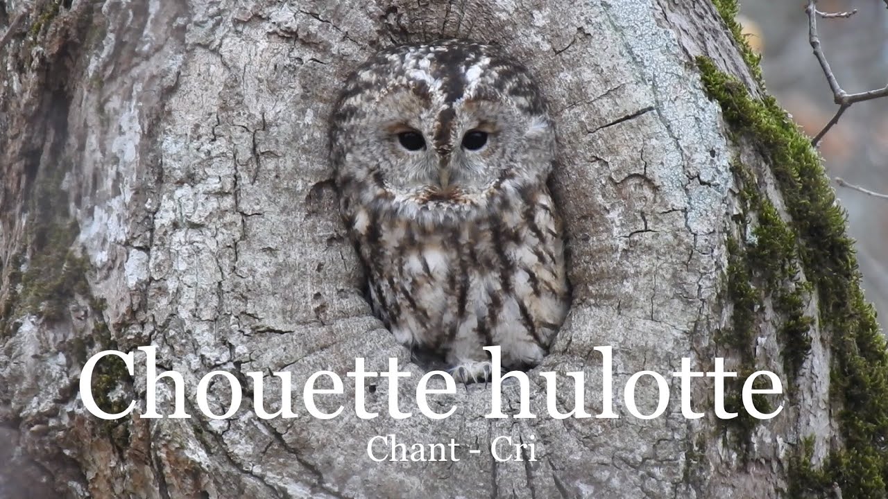 Chouette Hulotte Chant Et Cri Youtube