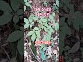 춤이라도 춰야 될 듯!? #힐링 #산삼산행 #산삼 #백두대간 #심마니