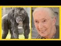 Rescued Chimpanzee Joe Meets Jane Goodall