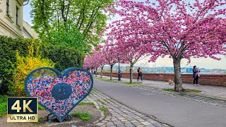 Spring in Budapest Hungary 🇭🇺 4K Walking Tour 2023