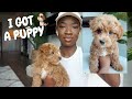 I GOT A PUPPY 😩😩| PUPPY DELIVERY HORROR STORY & FIRST 24HRS WITH 8-WEEK OLD HAVAPOO