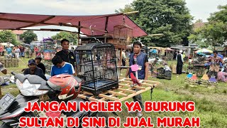 JANGAN NGILER YA BURUNG SULTAN DI SINI DI JUAL MURAH