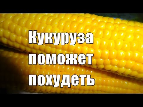 КУКУРУЗА поможет похудеть Сенсационное открытие ученых