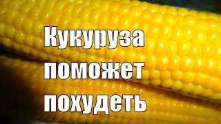 КУКУРУЗА поможет похудеть Сенсационное открытие ученых