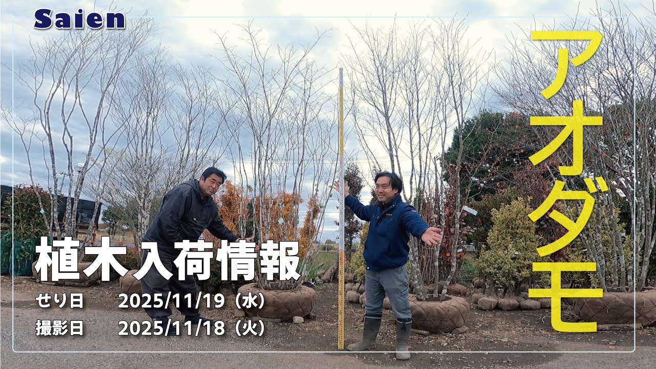 ナナカマド 雑木 ―― アオダモ アオハダ モミジ 山彩り ―― ナナカマド