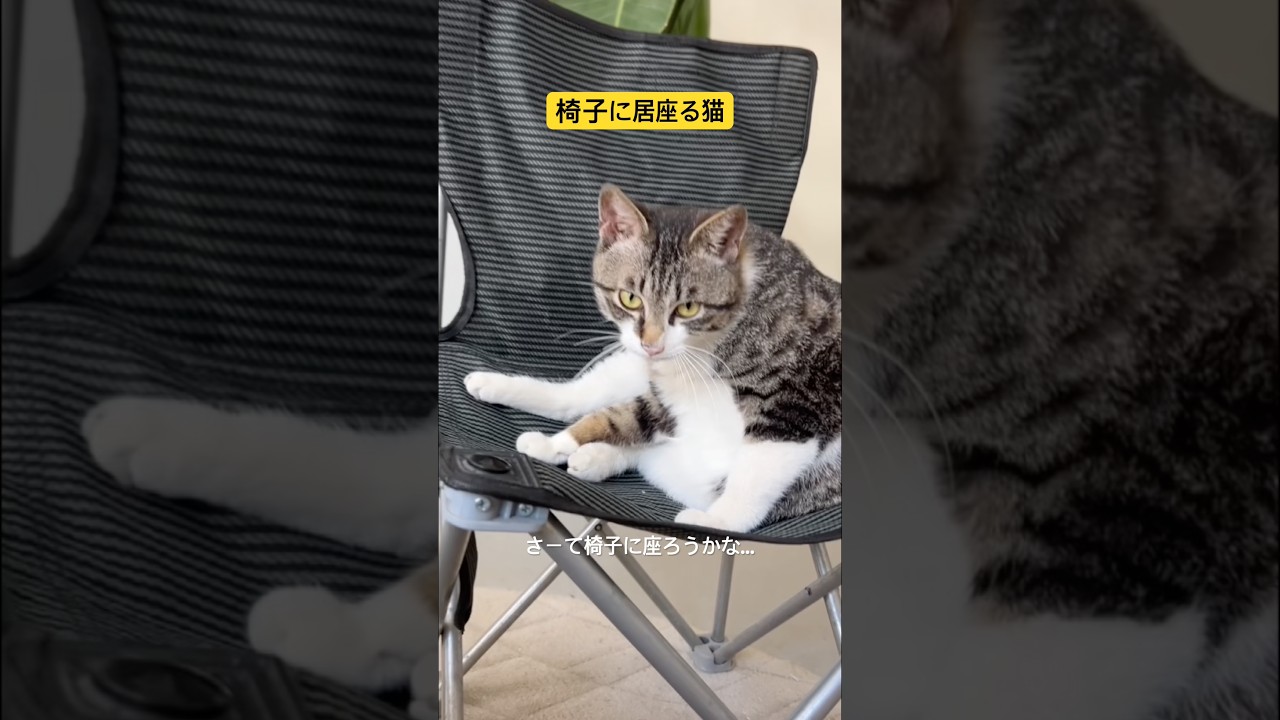 Voiceover for a cat sitting on a chair #shorts - YouTube