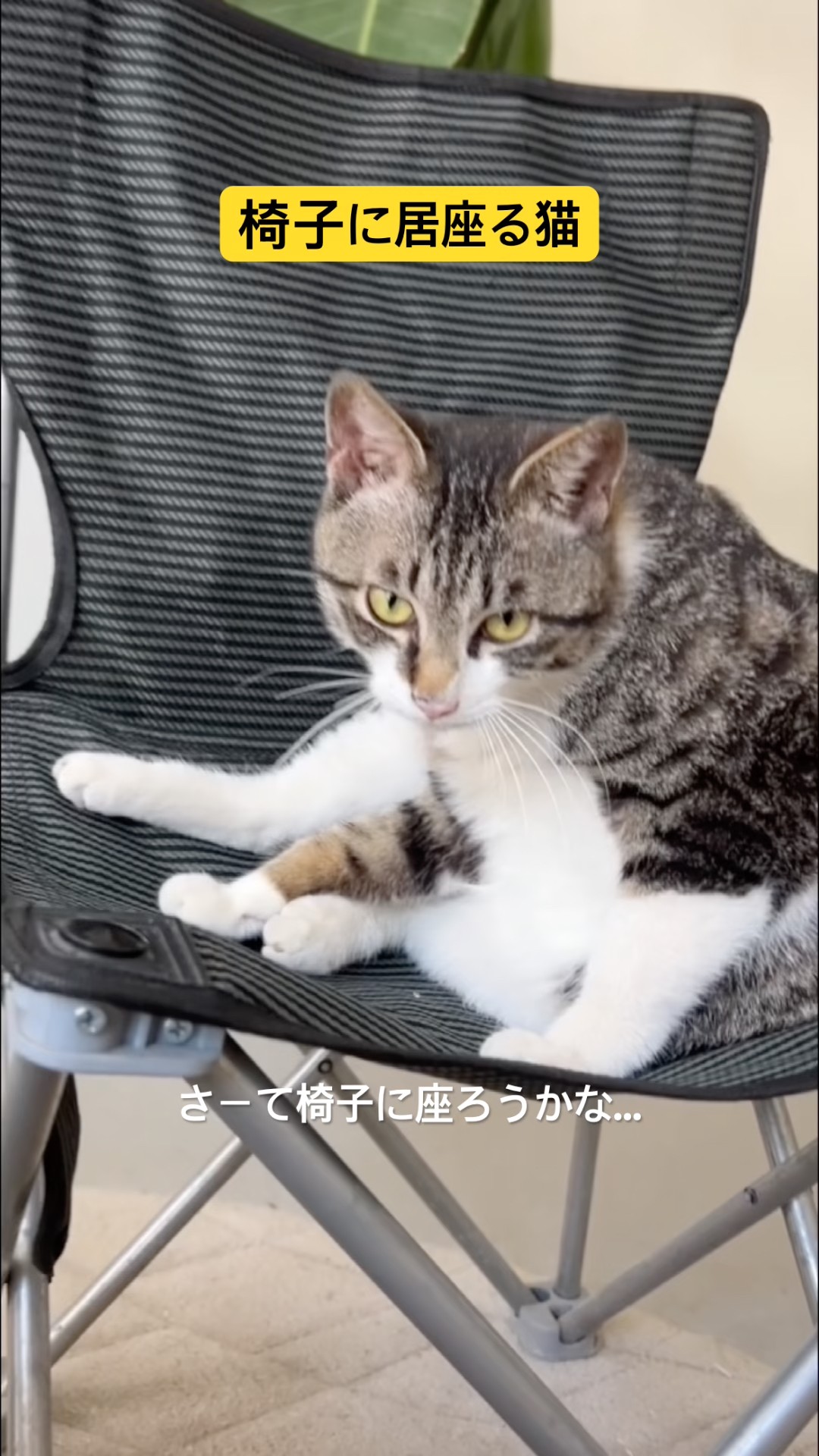 Voiceover for a cat sitting on a chair #shorts - YouTube