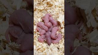 From Newborn Mice to Adults in 30 Days