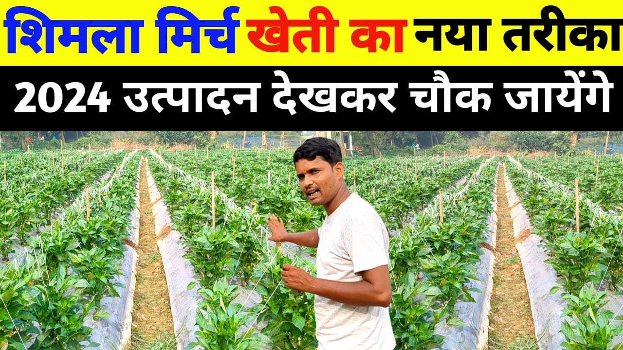 शिमला मिर्च खेती का नया तरीका 2024//shimla mirch ki kheti//shimla mirch ki kheti kaise kare