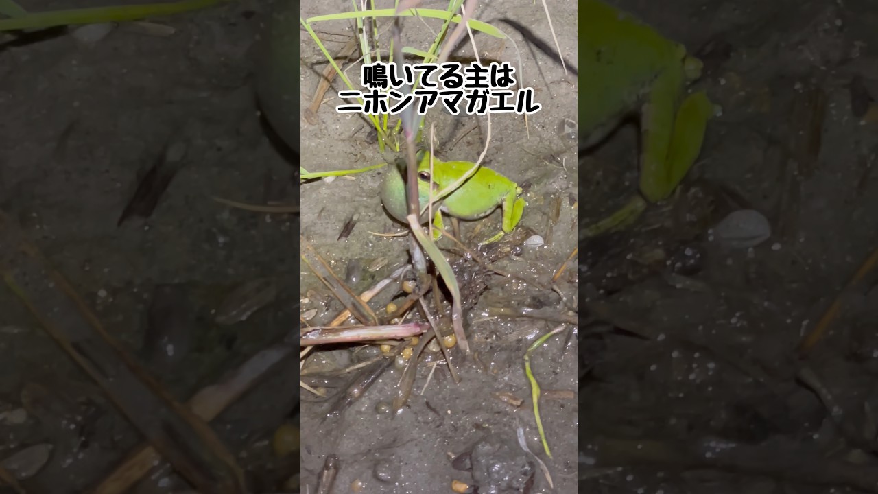 野生アマガエルの鳴き声でメスがたくさん集まってきた! #カエル #frog #shorts