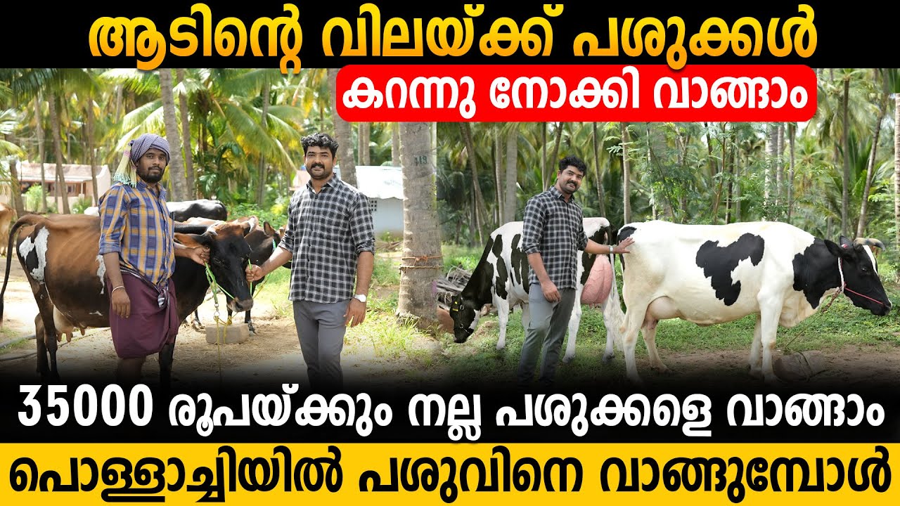 ഏറ്റവും നല്ല പശുക്കളെ വാങ്ങാം | പൊള്ളാച്ചിയിലെ പശു ഫാമുകൾ |Cow Broker in Pollachi | Best Ever farm