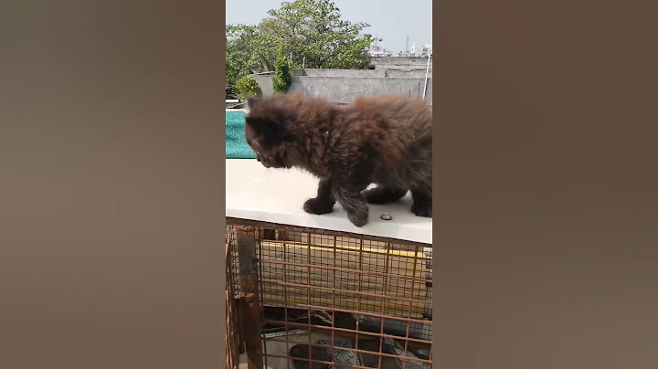 Watch the video about Doll face tortoise shell Persian male kitten in triple coat 2 months for sell in just 2500 Hyderabad