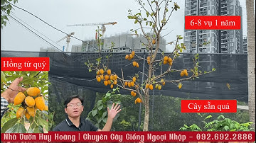 BÁO GIÁ HỒNG TỨ QUÝ CÁC CỠ | SĐT/ZaLo: 092.692.2886