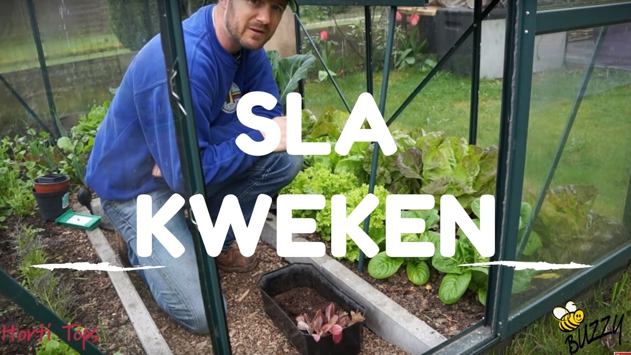 Buitengewoon ik heb nodig Of anders Sla kweken van zaaien tot oogsten - YouTube