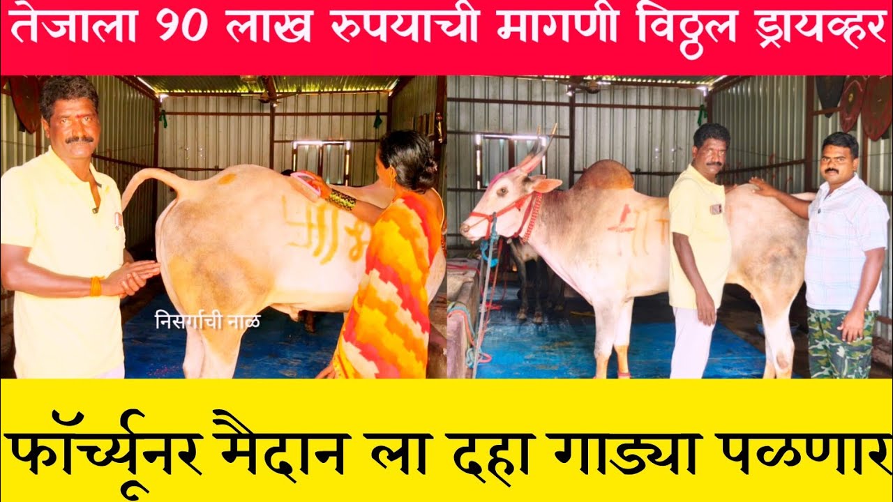 विठ्ठल ड्रायव्हर बुध मुलाखत 90 लाखांची मागणी #निसर्गाची_नाळ 