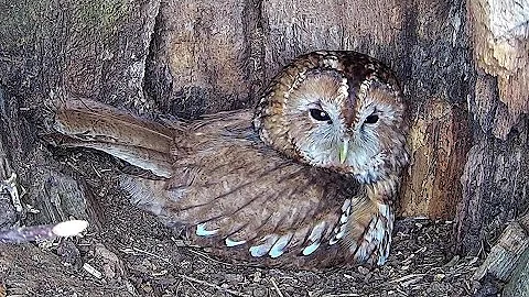 Tawny Owls Overcome Tragic Losses to Lay New Eggs at Ash Wood | Bonnie & Ozzy | Robert E Fuller