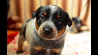 Blue Heeler Australian Cattle Dog Puppies  5 Females