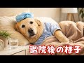 【誤飲手術】ちゃんちゃんの術後の様子