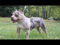 American bully chocolate Merle, TKS Earl daughter for sale. Customer pick up video ￼