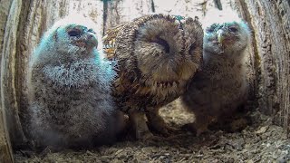 Bringing up tawny owl chicks is hard work  | Bomber & Luna | Robert E Fuller