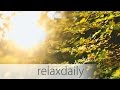 Inspiring music  calm positive nature  n011 4k