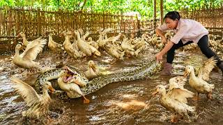 72 Hour Shocking Attack 🐍 Giant Python Grabs Duck as Farm Erupts in Panic! Net Worth