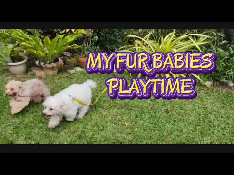 PLAYTIME OF MY FUR BABIES🐶 #shorts #dogs #furry #love