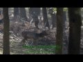 Fallow Buck Hunt in Hungary - Damhirschjagd in Ungarn