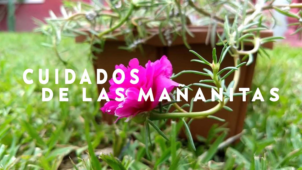 Cuidados de las mañanitas 🏵️