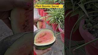 मत फेंको खराब तरबूज! इससे बनाओ Powerful Fertilizer 🍉🌱 #shorts