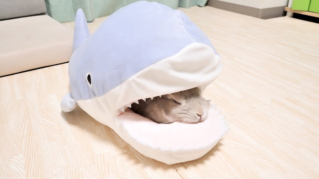 ダイソーの1000円ぬいぐるみをうさぎさんにプレゼントしたら想像の斜め上をいく使い方してた