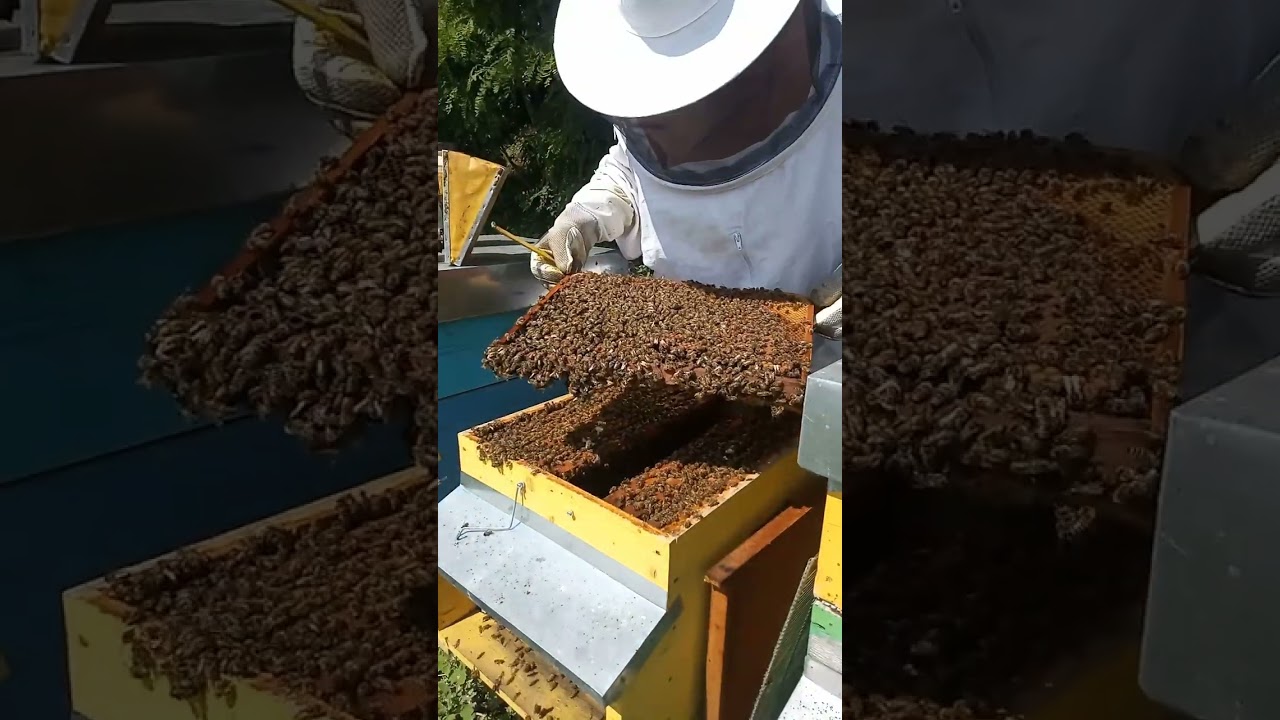 Fioritura della facelia💐🌺: gocce di speranza in tempo di carestia🍯🐝 #fiori #api #miele  #ambiente