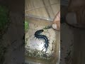 Viral Kelabang Lipan Takut Sama Hewan Kecil Shorts 