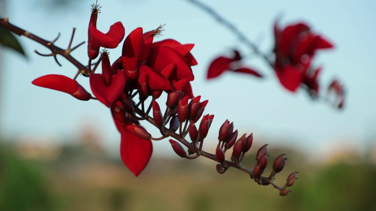 Coral Tree, Lucky Bean Tree Flowers HD Footage Closeup