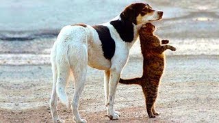 【面白い動画】 かわいい猫 - かわいい犬 - 最も面白いペットの動画 #82 by Kute Cats 10,777 views 5 years ago 10 minutes, 33 seconds