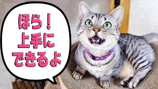 下手だったクラッキングを延々とやってみせるジェネッタ猫｜Cynthia 