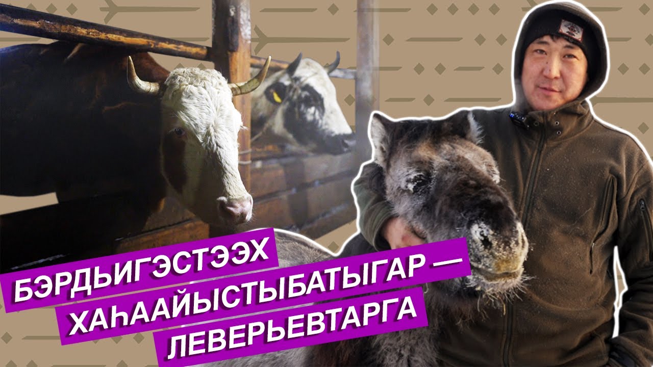 СЮЖЕТ: Техникаттан - сүөһү көрүүтүгэр. Бэрдьигэстээх олохтооҕо Семен Леверьев үрүҥ илгэни дэлэтэр